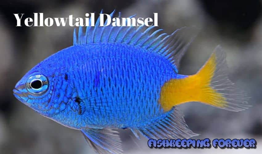 yellowtail damselfish