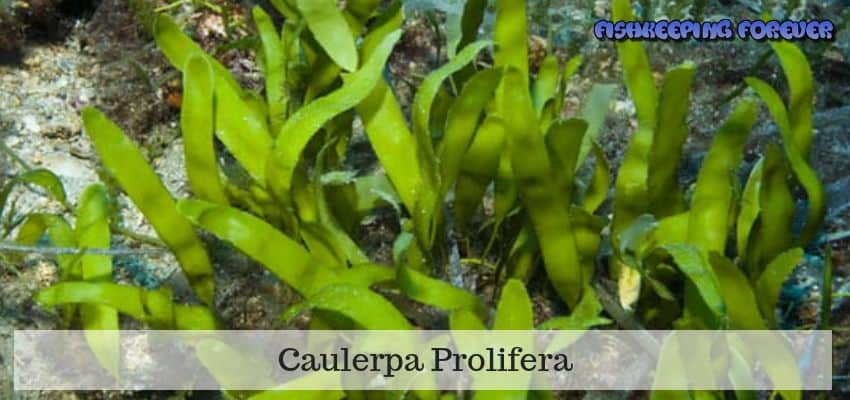 Caulerpa-Prolifera