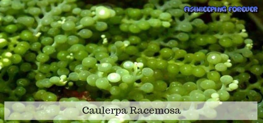 Caulerpa-Racemosa