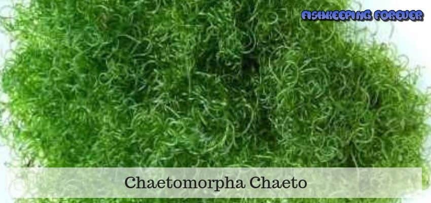 Chaetomorpha-Chaeto