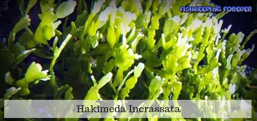 Hakimeda-Incrassata