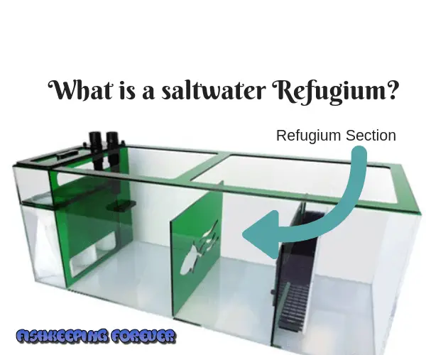 saltwater refugium