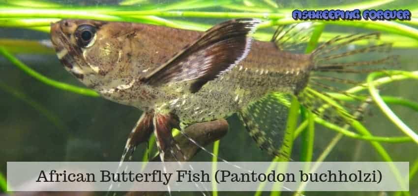 African Butterfly Fish