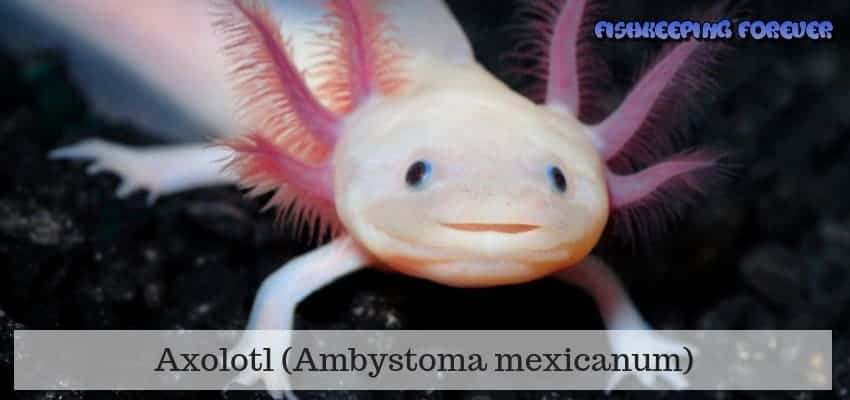 axolotl