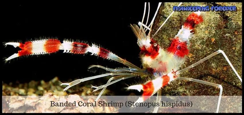 banded coral shrimp