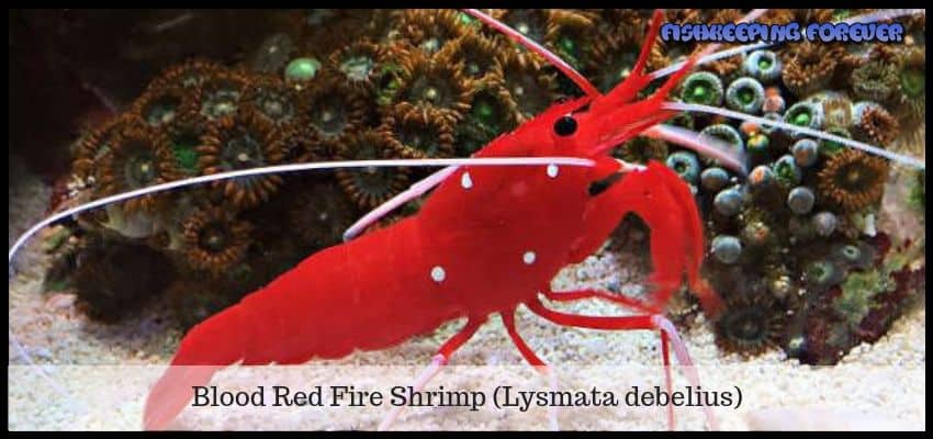 blood red shrimp