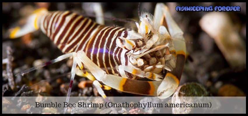 bumble bee shrimp