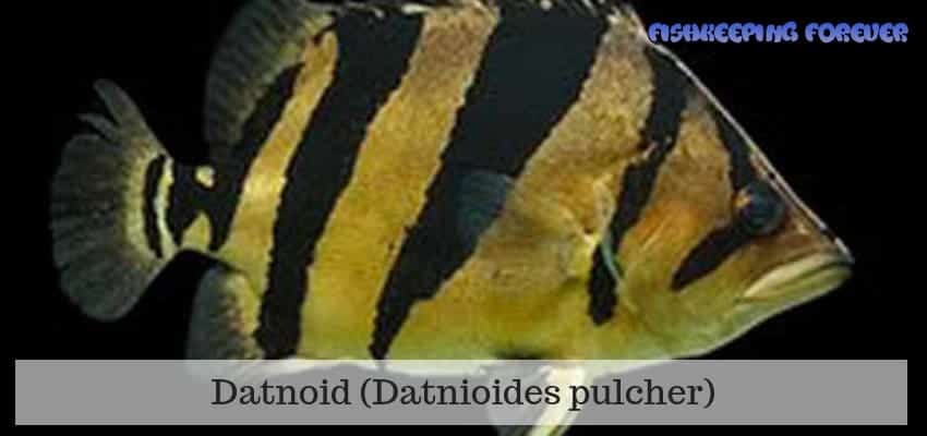 datnoid fish