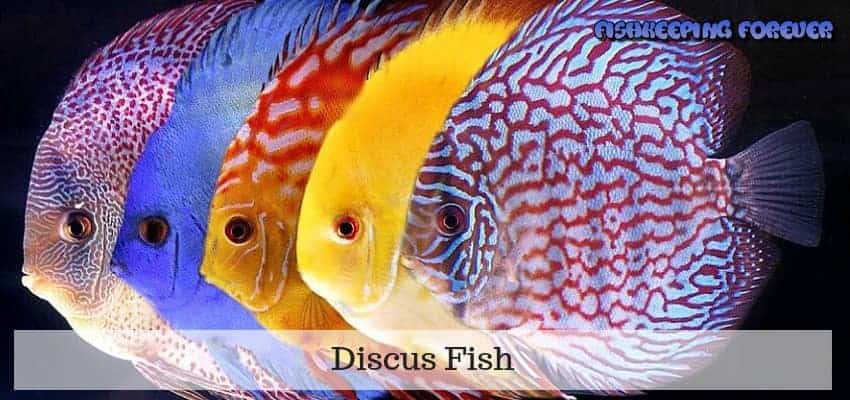 discus fish