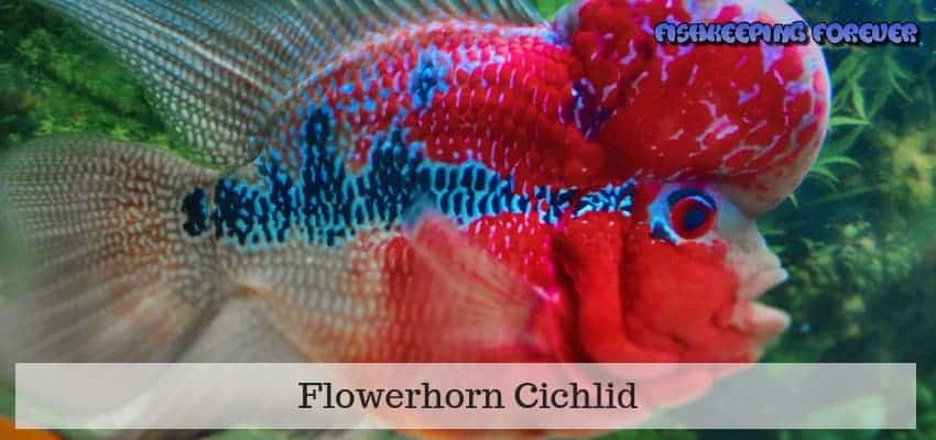 flowerhorn cichlid