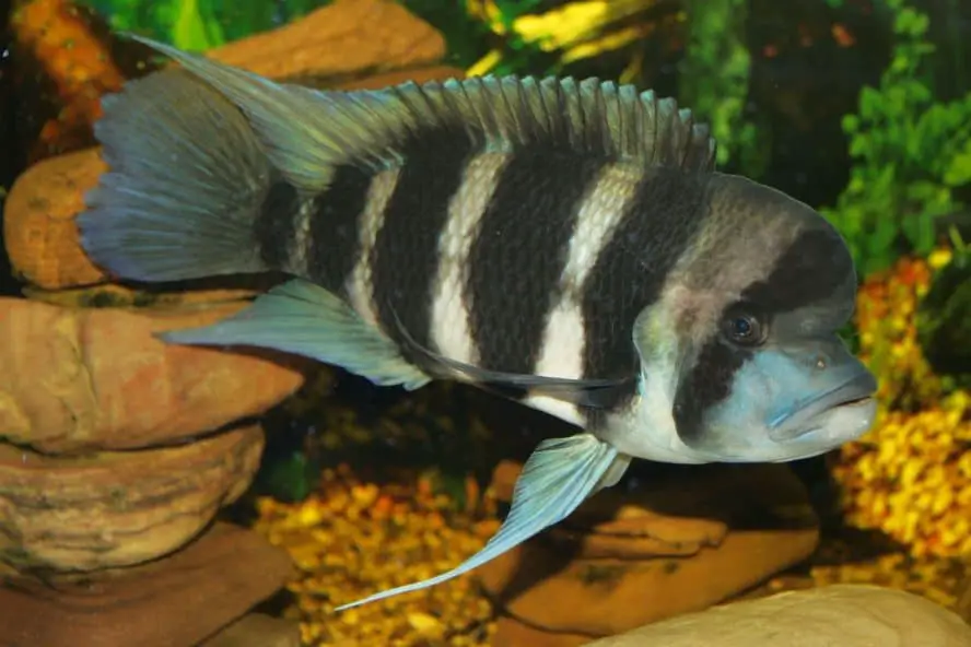 Frontosa Cichlid: Diet | Size | Lifespan | Cost | Breeding | Care Guide ...