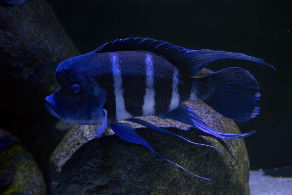 Frontosa Cichlid Photo