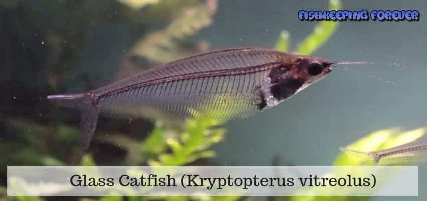 glass catfish