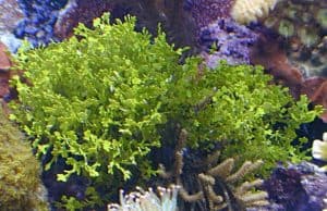halimeda macro algae