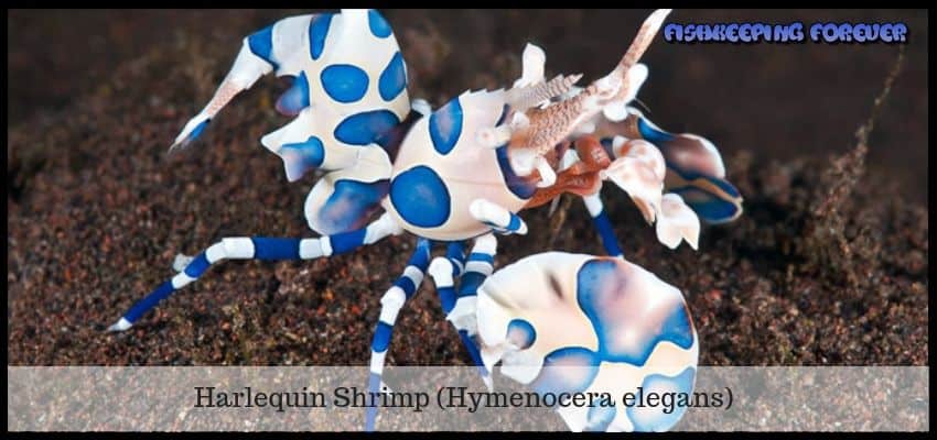 harlequin shrimp