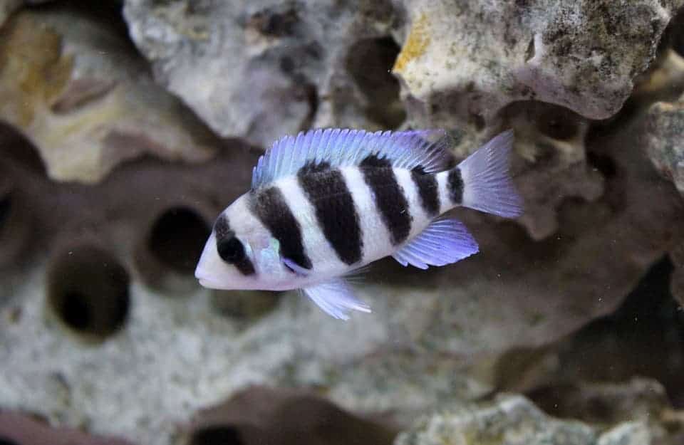 Small Juvenile Frontosa Cichlids