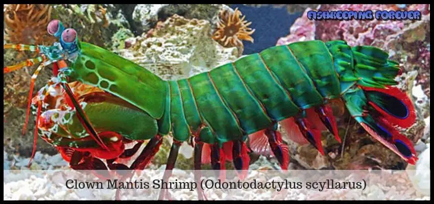 mantis shrimp