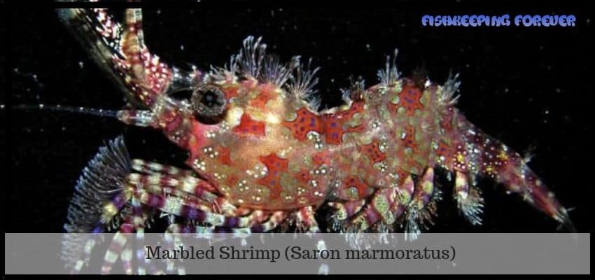 marble shrimp