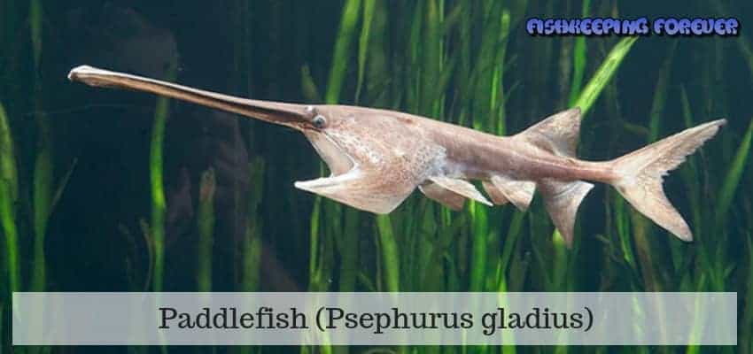 Paddlefish Psephurus gladius