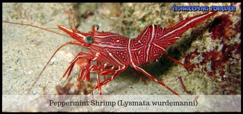 peppermint shrimp lysmata wurdemanni