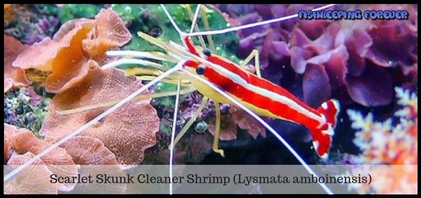 scarlet skunk shrimp