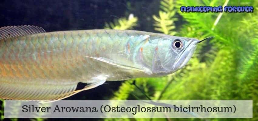 sliver arowana Osteoglossum bicirrhosum