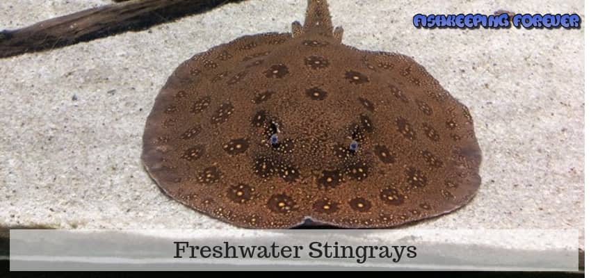 stingray