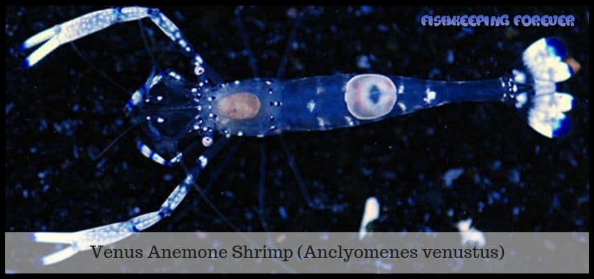venus anemone shrimp