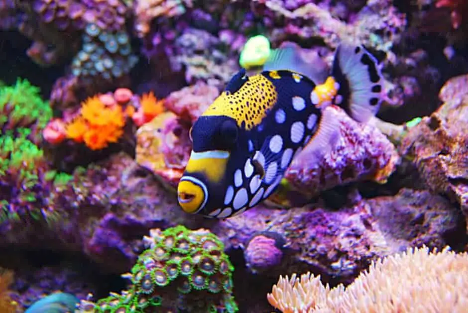 clown triggerfish