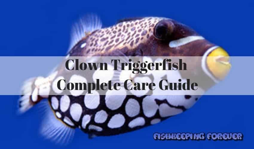 clown triggerfish