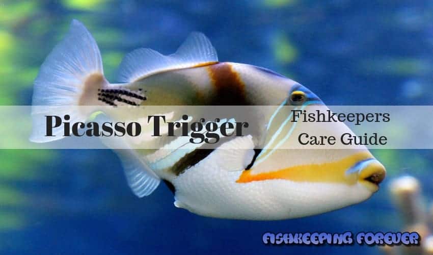 Picasso Trigger