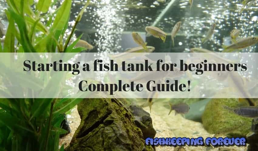 starting a fish tank for beginners