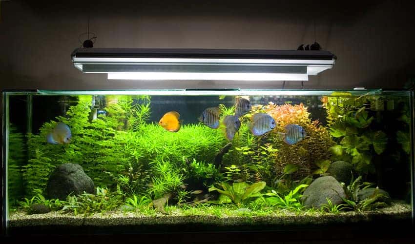 fish tank lighting.