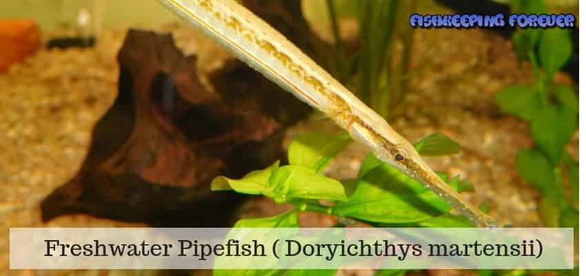 freshwater pipefish
