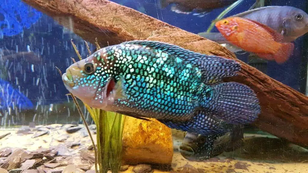 jack dempsey fish - fishkeeping forever