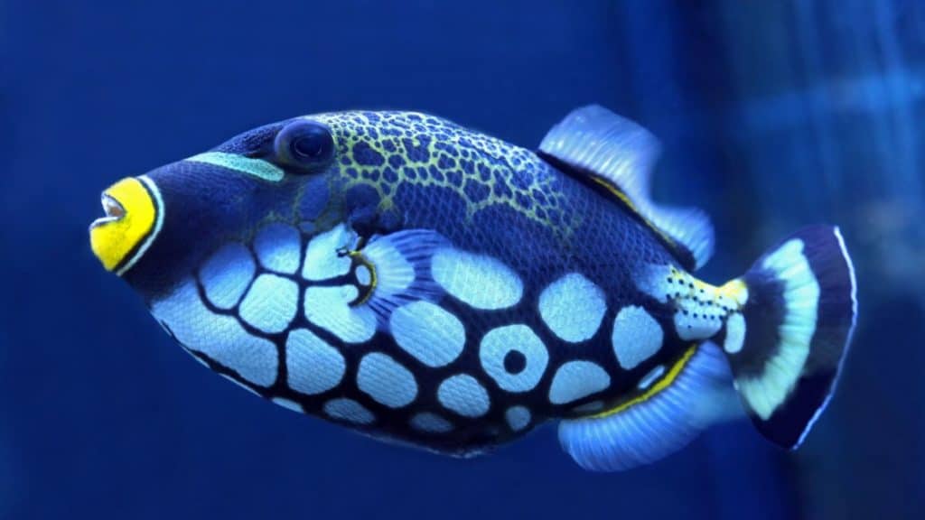 clown triggerfish