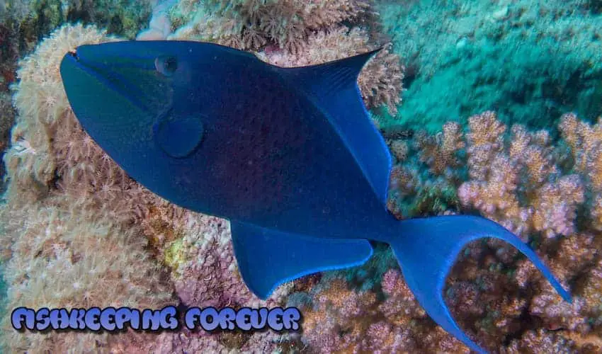 niger triggerfish