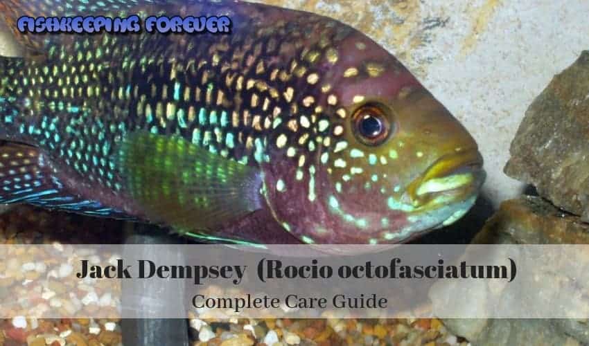 JACK DEMPSEY ULTIMATE CARE GUIDE
