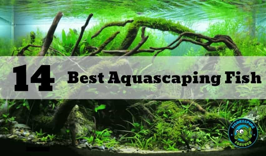 best aquascape fish