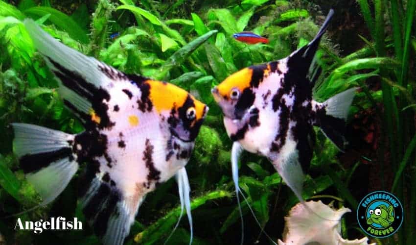 15 Best Tropical Fish For Beginners 14 is the number 1 selling fish