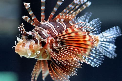 Antennata Lionfish