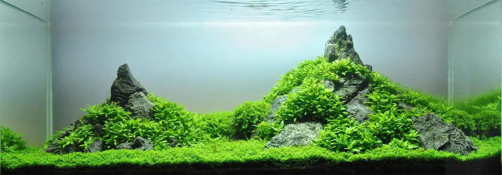 AQUASCAPE AQUARIUM