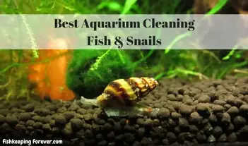 How to keep snail tank clean