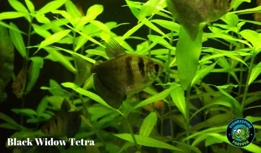 black widow tetra