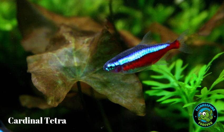 Cardinal Tetra