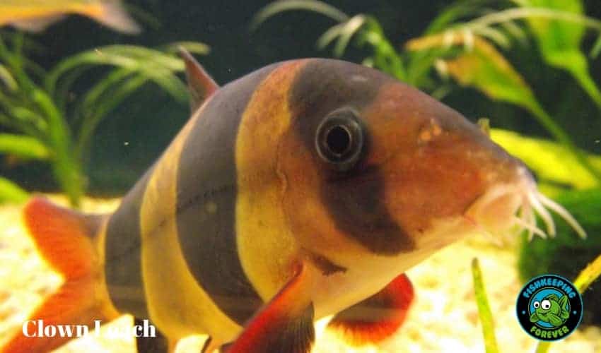 clown loach