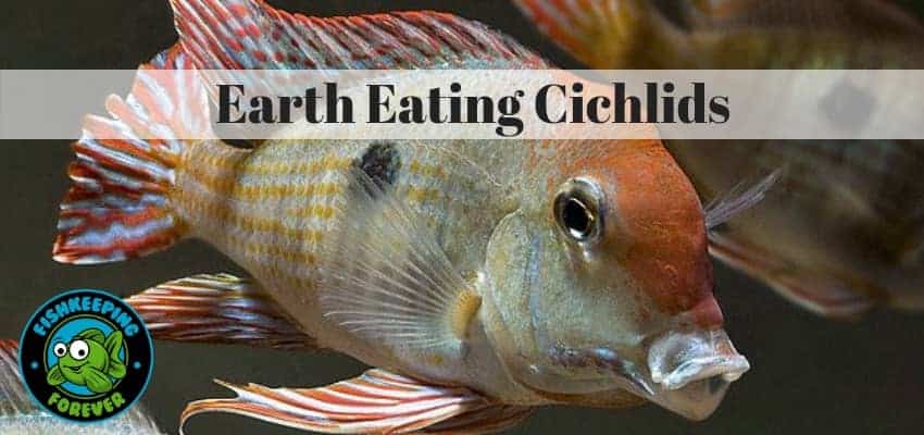 Earth eating cichlids