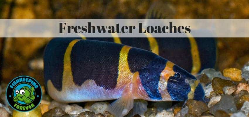 Freshwater Aquarium loaches 