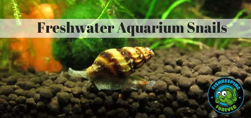 Freshwater Aquarium Snails