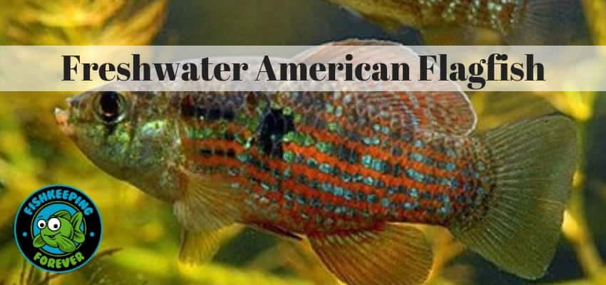 Freshwater american flagfish